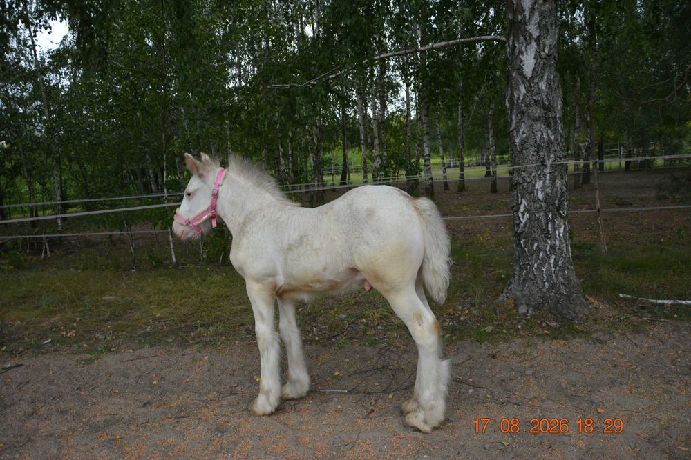 Wyjątkowy ogierek IRISH COB – MAGIC KASZMIR