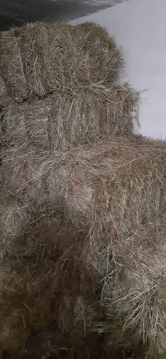 Siano świeże 2024 Transport