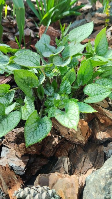 Брунера.              .