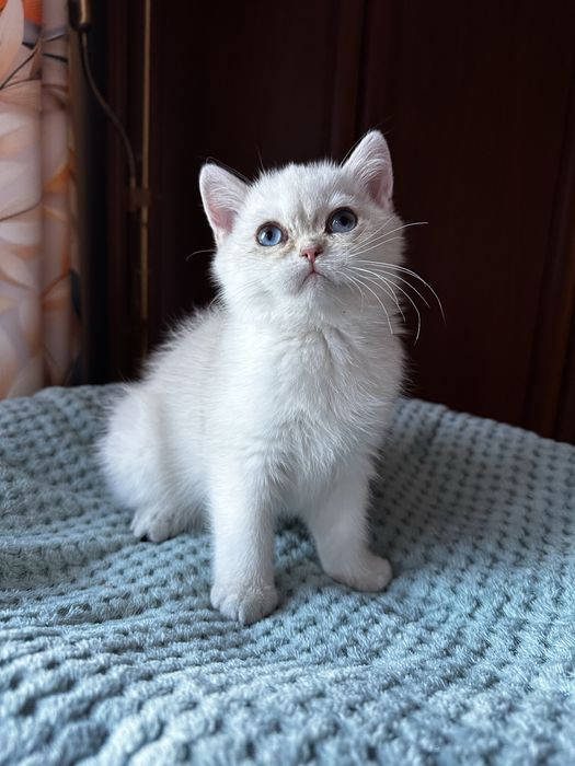 Kot brytyjski kocurek