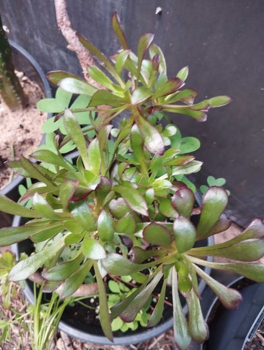 Suculenta Aeonium arboreum 'Atropurpureum'