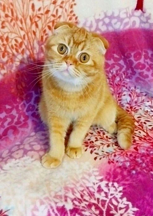 Шикарный шотландский малыш скоттиш-фолд