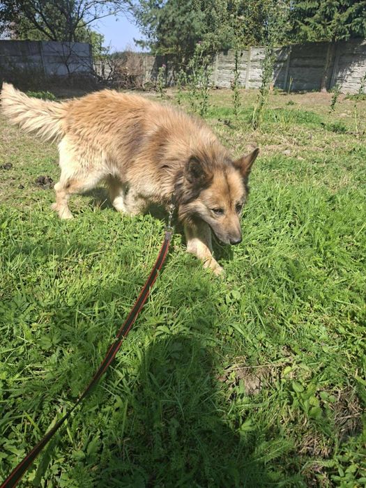 Oddam za darmo-  Przytulaśny Puszek szuka domu