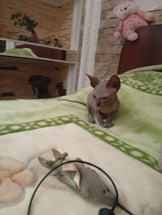 Канадский сфинкс