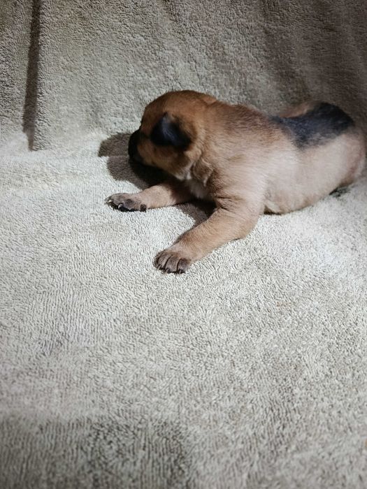 Віддам даром цуценят