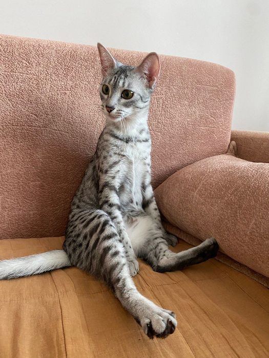 Египетская мау самка