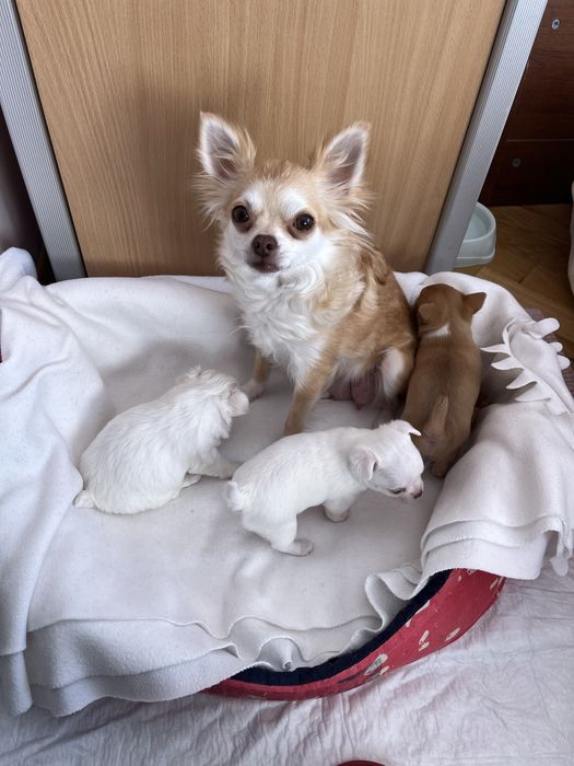 Продаж Чихуахуа цуценятки Львів