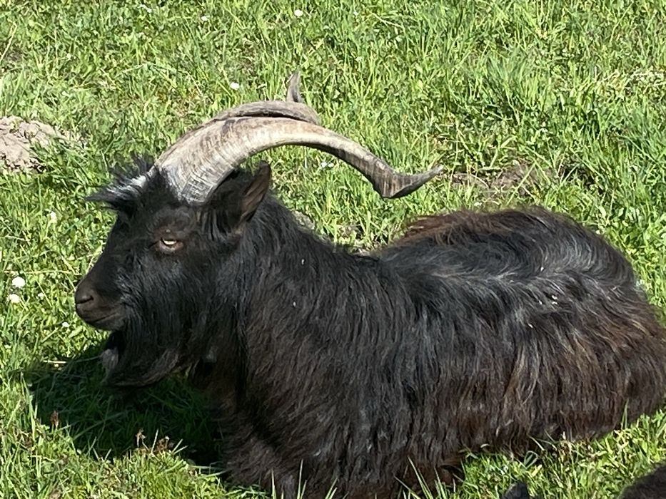 ТЕРМІНОВО. Продаються породисті кози, цапи і козенята