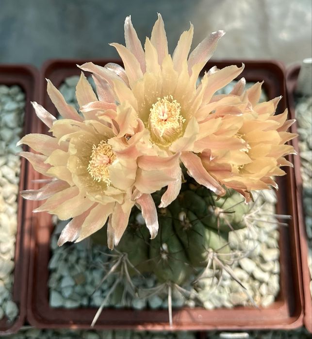 Ґрунт грунт суміш земля для кактусів сукулентів: кокос перліт цеоліт