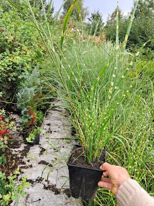 Міскантус  Зебріна , Монінг Лайт , Кабарет