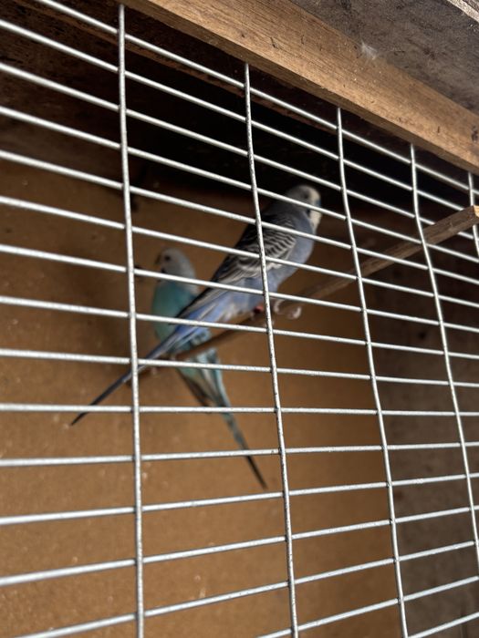 Vendo casal de periquitos