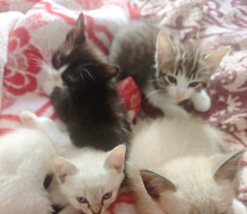 Dou gatinhos pra adocao ler a discricao