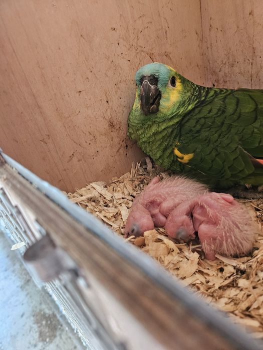 Casal Amazonas Aestivas Reprodutor