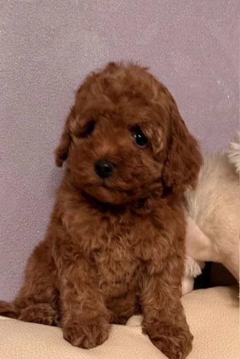 Той пудель неймовірний малюк