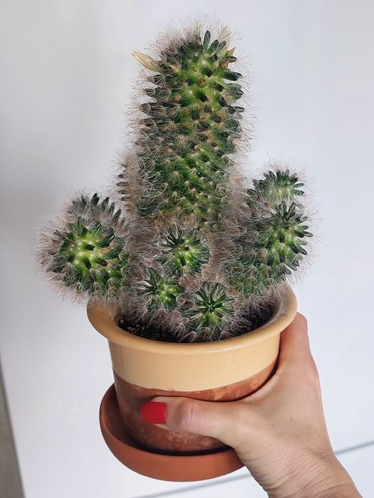 Мамілярія, кактус, сукуленти, вазон