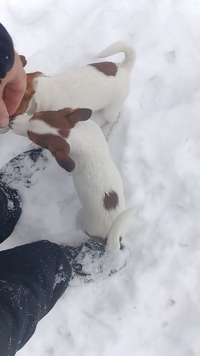 Дівчатка Джек Рассел