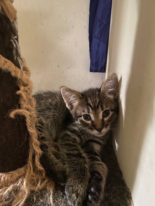 Віддам кошенят безкоштовно