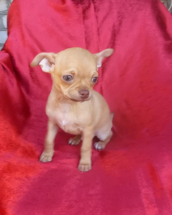 Мальчишечка чихуахуа для Вас