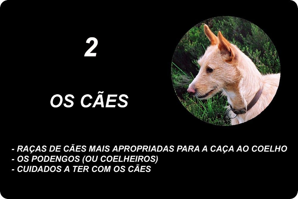 Livro A Caça ao Coelho