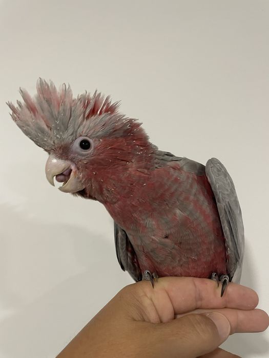 Catatuas gallah muito bonitas para acabar de criar à mão