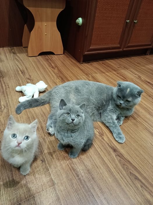Скоттіш фолд, скоттіш страйт