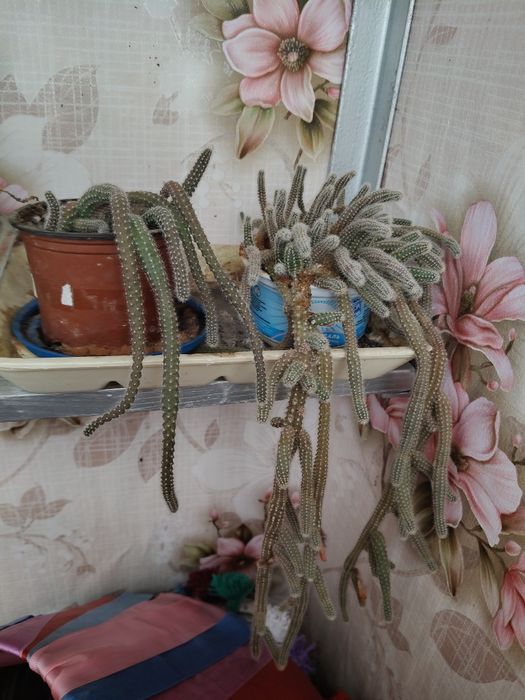 Хамецереус Сильвестра