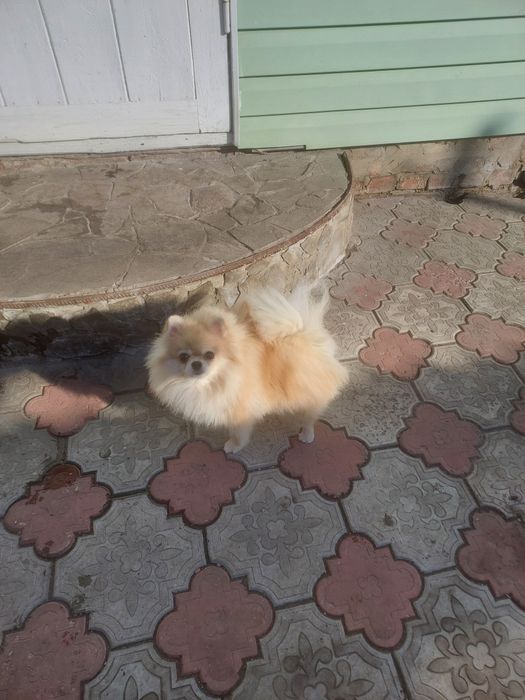 Девочка померанского шпица крем окраса.