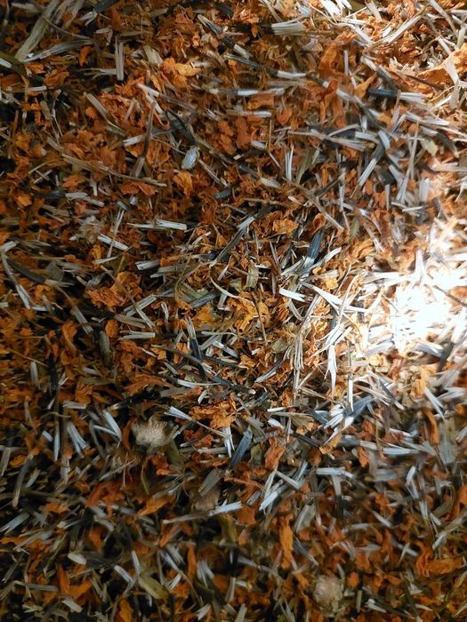 Aksamitka kwiat ( Tagetes patula L. ) mielony 1 kg