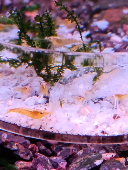 Camarões neocaridina