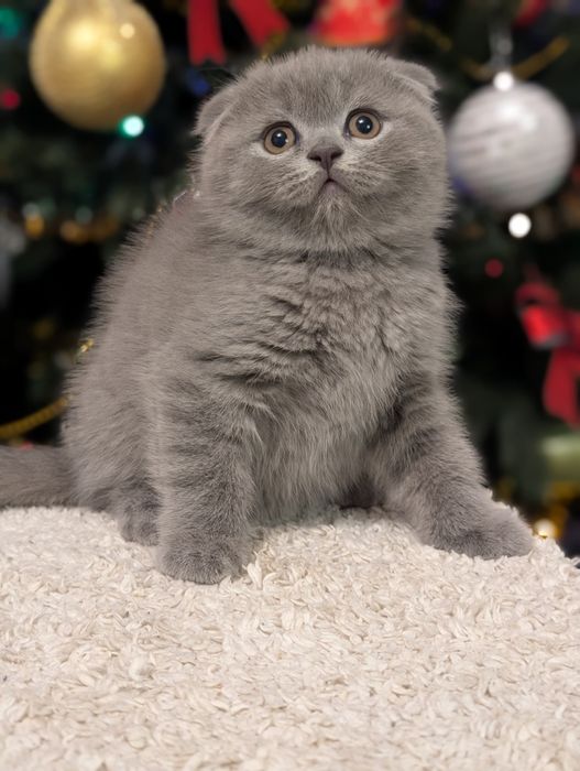 Шотландський хлопчик Ксандер