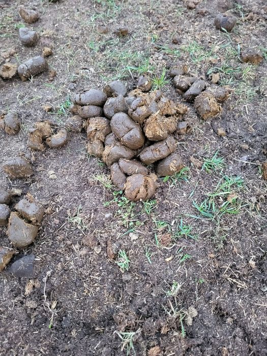 Obornik koński sprzedam