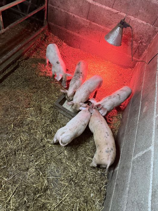 Vendo leitões nascidos a 27/12/25
