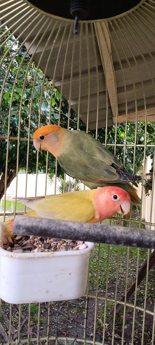 Rosicóllis fêmeas c Gaiola