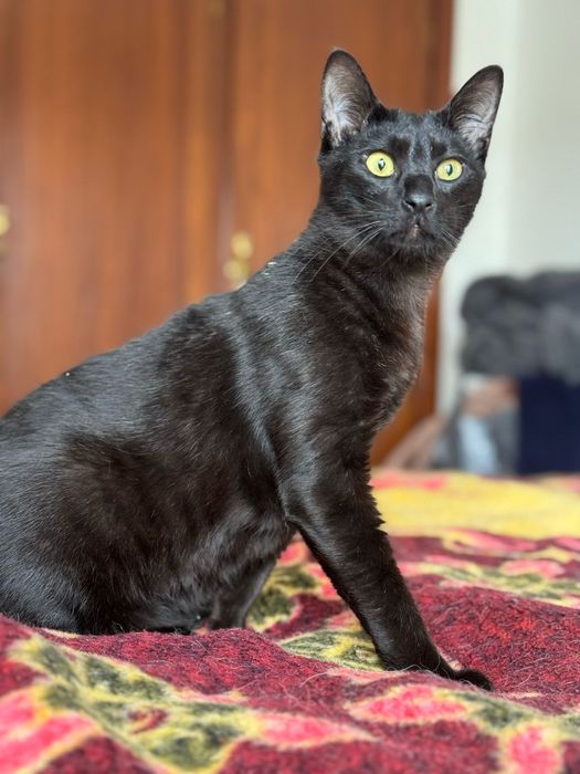 CASTRADO | Macho juvenil disponível para adoção responsável