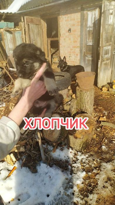 Продам цуценят вівчарки ЗНАХОДИМОСЬ У ЛАДАНІ