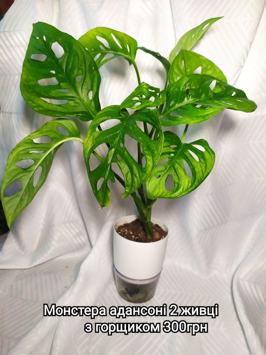 Монстера тайське сузір'я, Сильтепекана, адансона