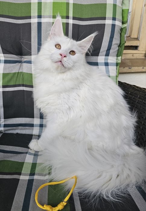 Biała Kotka Maine Coon - GIZA