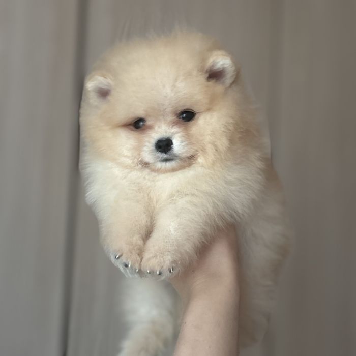 ляльковий ведмедик шоу классу