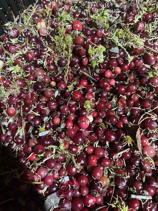 Продам журавлину