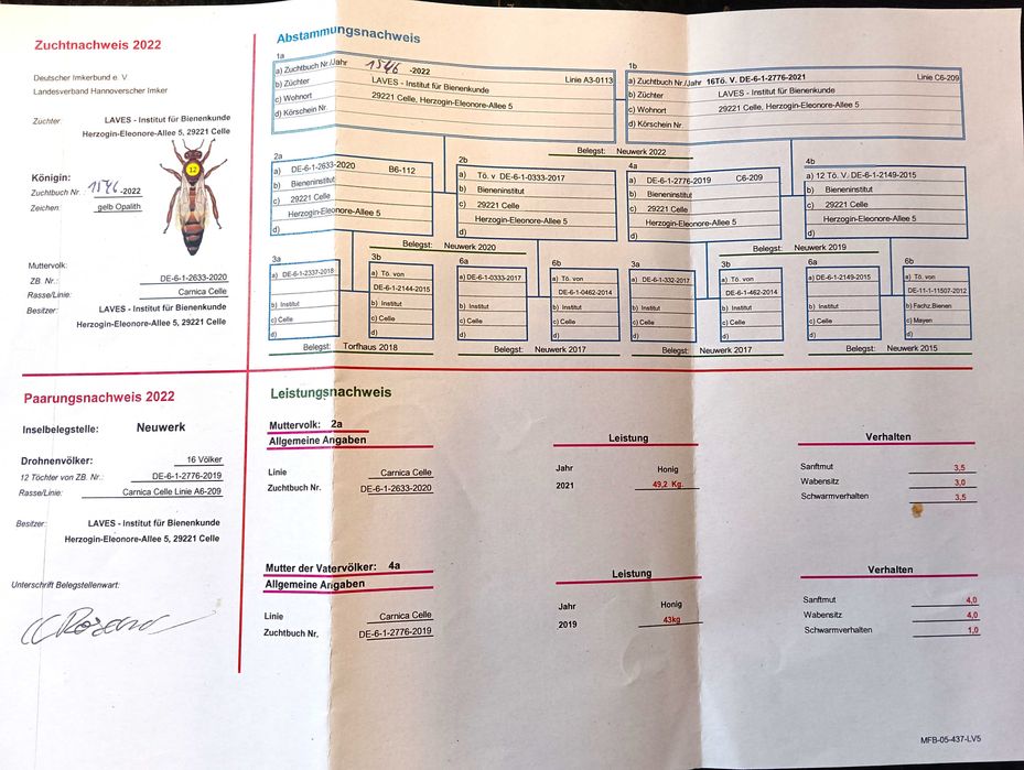 Odkłady pszczele 2026 przezimowane