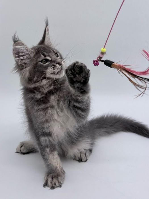 Мейн кун котенок мальчик