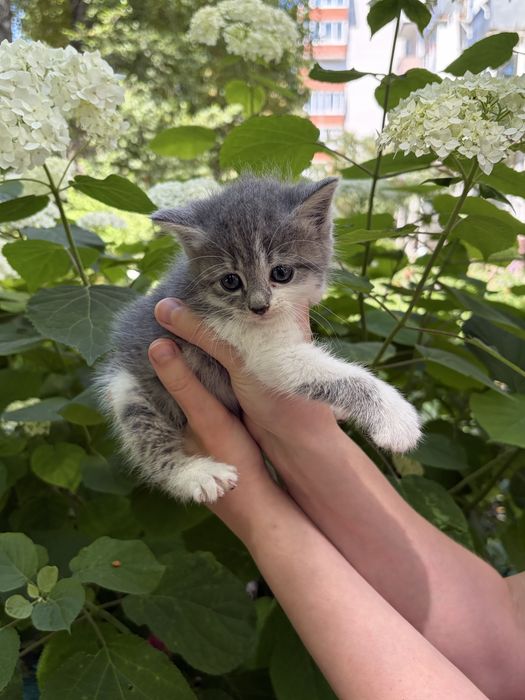 Кошеня дівчинка в добрі руки