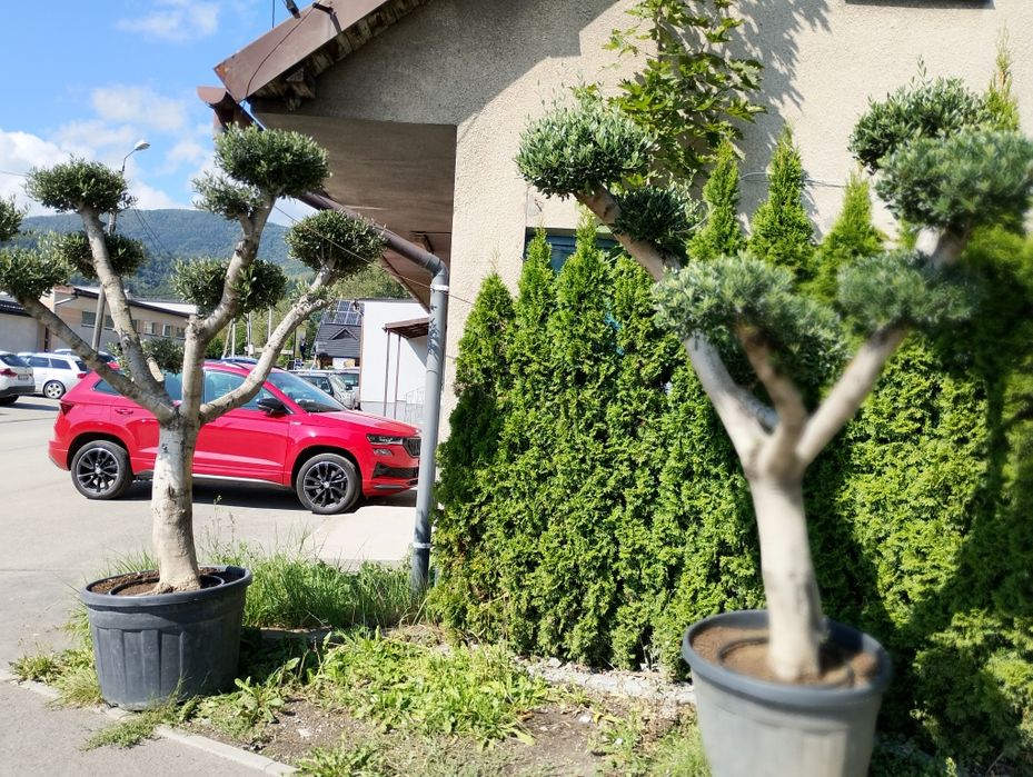 Drzewo Oliwne Bonsai duże