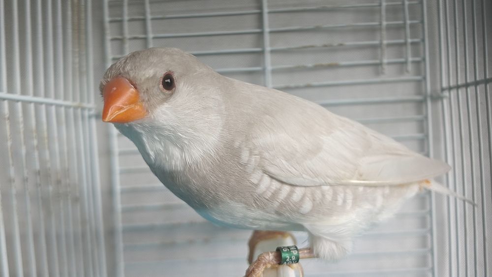 Diamantes sparrow