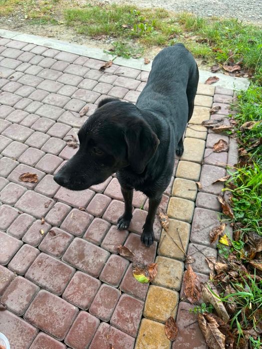 Znaleziono pieska labradora