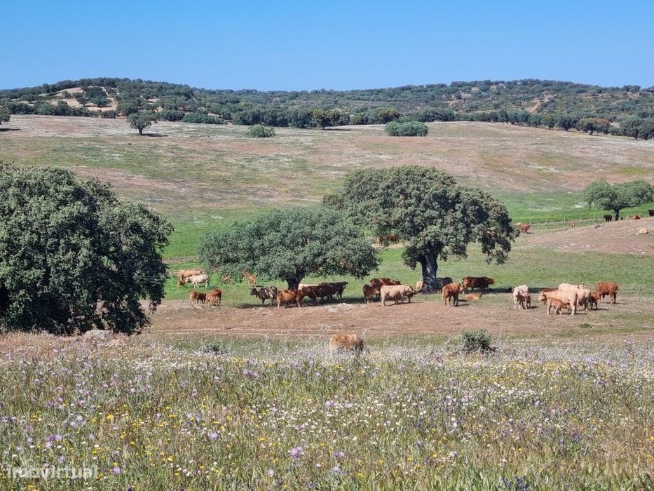 Herdade com108 ha e Monte para reconstruir Com 245 m2