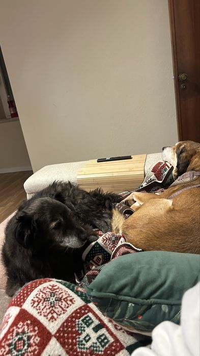 Petsitting e Passeio de cães