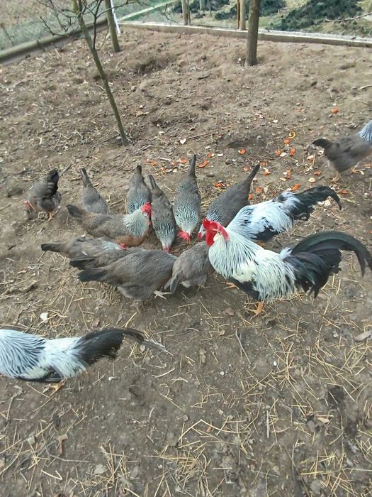 Інкубаційне яйце курей Легорн срібний (італійська несучка)