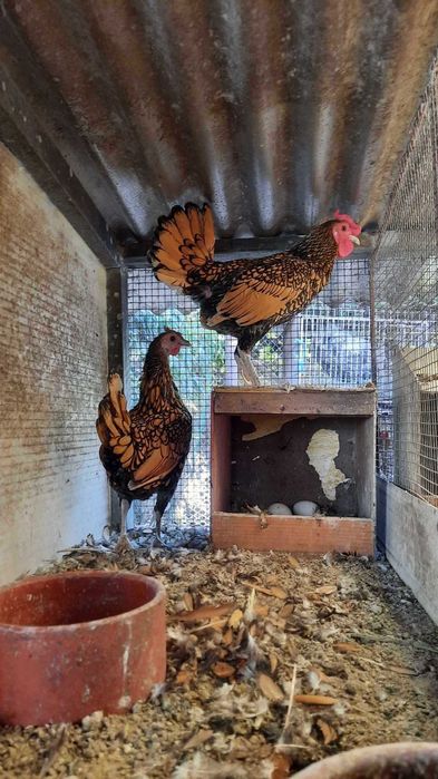 Pekins, Sebright Dourado, Nagasaki e Paduana Dourada