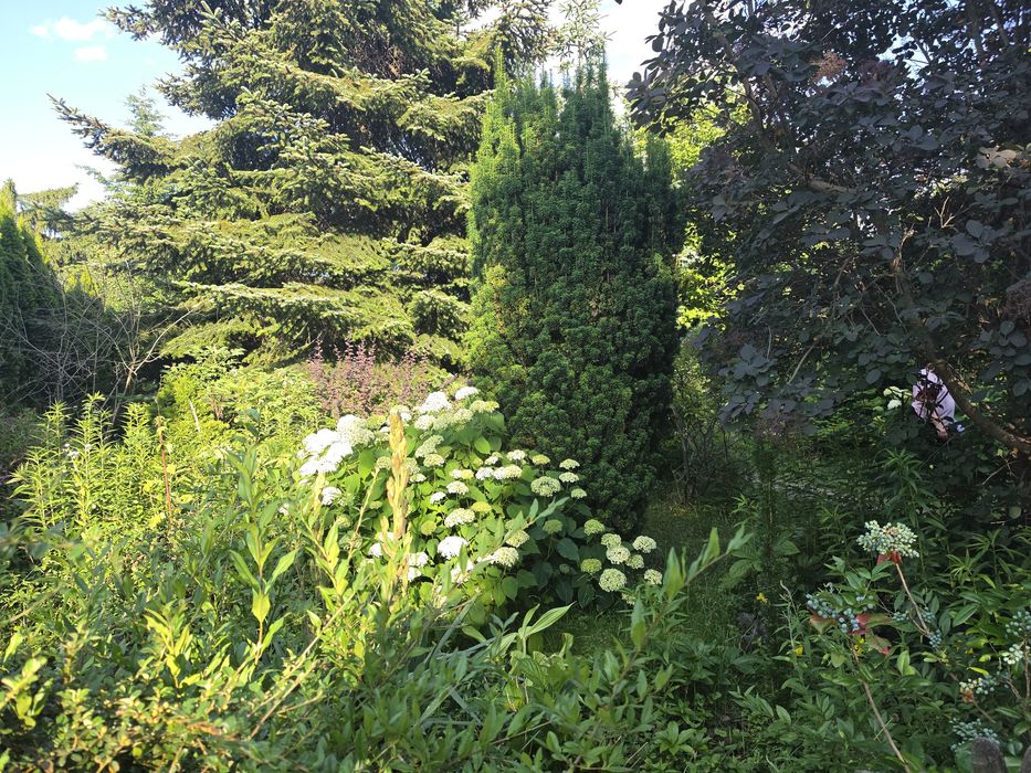 Działka ROD Nowe Sady - Widok 5